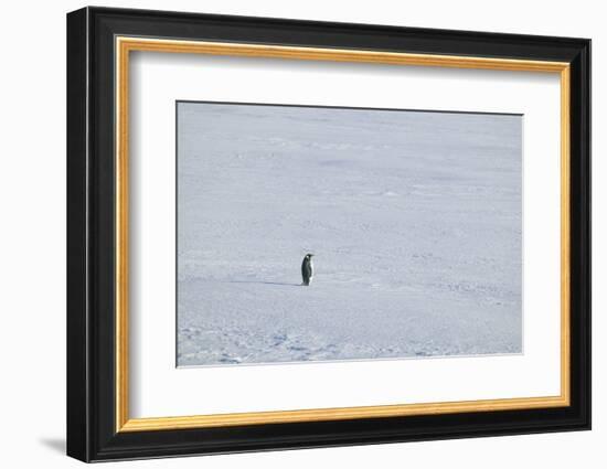 Solitary Emperor Penguin-DLILLC-Framed Photographic Print