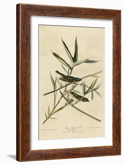 Solitary Flycatcher-null-Framed Giclee Print