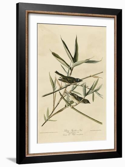 Solitary Flycatcher-null-Framed Giclee Print