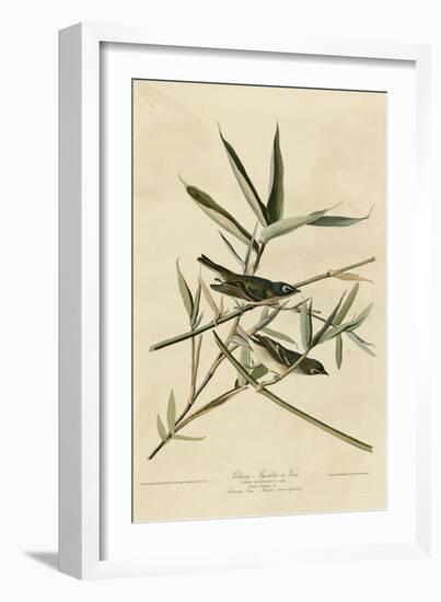 Solitary Flycatcher-null-Framed Giclee Print