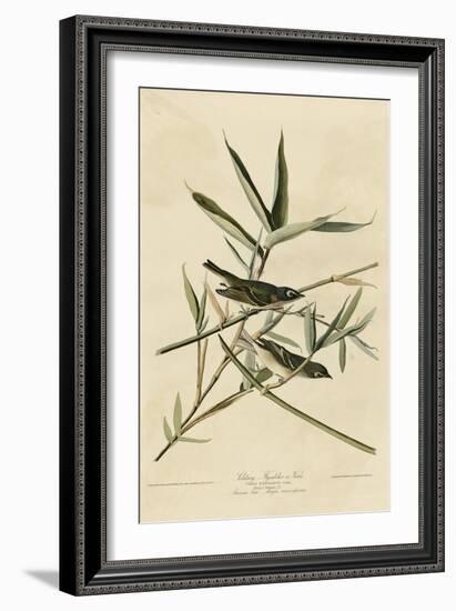 Solitary Flycatcher-null-Framed Giclee Print