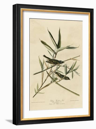 Solitary Flycatcher-null-Framed Giclee Print