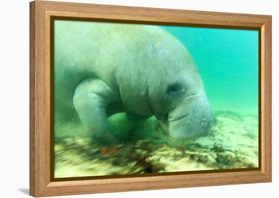 Solitary Manatee Swimming in the Weeki Wachee River, Florida-James White-Framed Premier Image Canvas