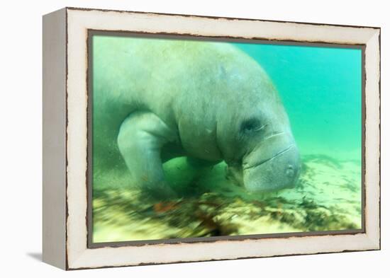 Solitary Manatee Swimming in the Weeki Wachee River, Florida-James White-Framed Premier Image Canvas