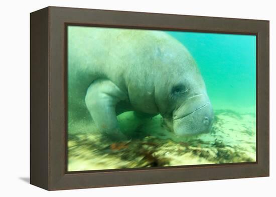 Solitary Manatee Swimming in the Weeki Wachee River, Florida-James White-Framed Premier Image Canvas