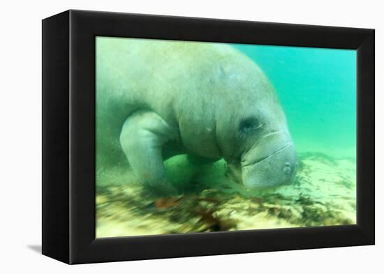 Solitary Manatee Swimming in the Weeki Wachee River, Florida-James White-Framed Premier Image Canvas