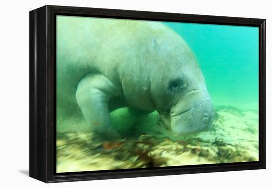 Solitary Manatee Swimming in the Weeki Wachee River, Florida-James White-Framed Premier Image Canvas