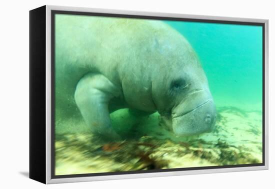 Solitary Manatee Swimming in the Weeki Wachee River, Florida-James White-Framed Premier Image Canvas