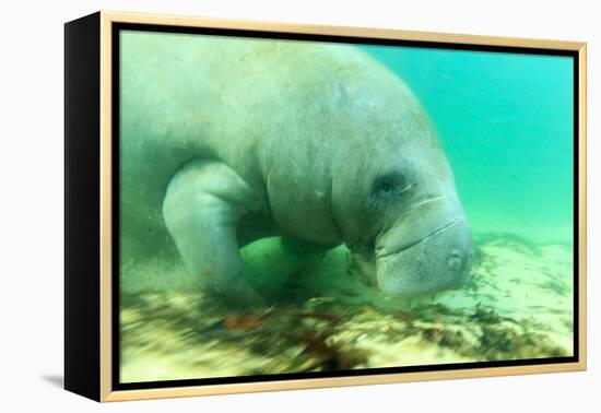 Solitary Manatee Swimming in the Weeki Wachee River, Florida-James White-Framed Premier Image Canvas