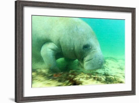 Solitary Manatee Swimming in the Weeki Wachee River, Florida-James White-Framed Photographic Print