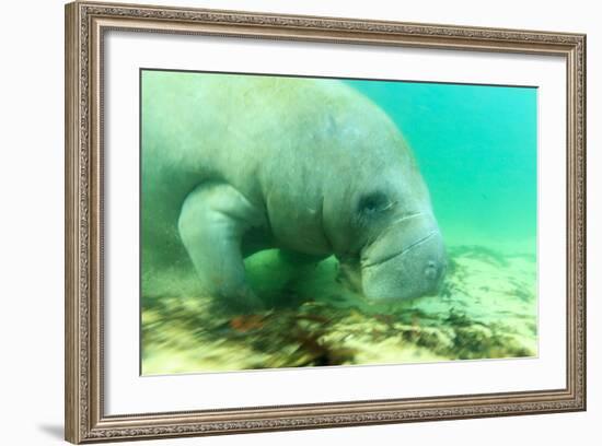 Solitary Manatee Swimming in the Weeki Wachee River, Florida-James White-Framed Photographic Print