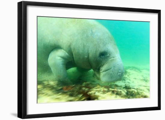 Solitary Manatee Swimming in the Weeki Wachee River, Florida-James White-Framed Photographic Print