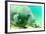 Solitary Manatee Swimming in the Weeki Wachee River, Florida-James White-Framed Photographic Print