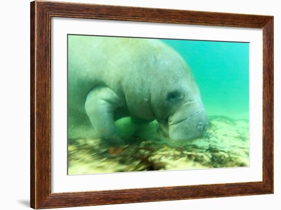 Solitary Manatee Swimming in the Weeki Wachee River, Florida-James White-Framed Photographic Print