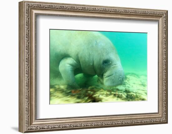 Solitary Manatee Swimming in the Weeki Wachee River, Florida-James White-Framed Photographic Print