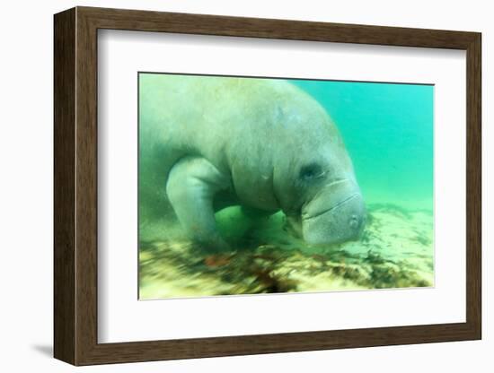 Solitary Manatee Swimming in the Weeki Wachee River, Florida-James White-Framed Photographic Print