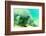 Solitary Manatee Swimming in the Weeki Wachee River, Florida-James White-Framed Photographic Print