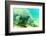 Solitary Manatee Swimming in the Weeki Wachee River, Florida-James White-Framed Photographic Print