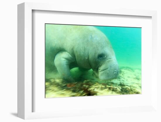 Solitary Manatee Swimming in the Weeki Wachee River, Florida-James White-Framed Photographic Print