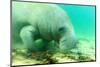 Solitary Manatee Swimming in the Weeki Wachee River, Florida-James White-Mounted Photographic Print