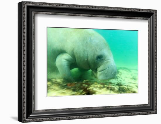 Solitary Manatee Swimming in the Weeki Wachee River, Florida-James White-Framed Photographic Print