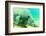 Solitary Manatee Swimming in the Weeki Wachee River, Florida-James White-Framed Photographic Print