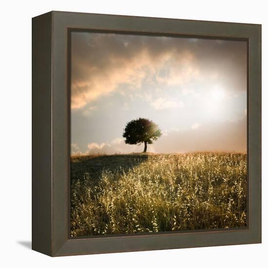 Solitary Oak Tree in the Sunset-ollirg-Framed Premier Image Canvas