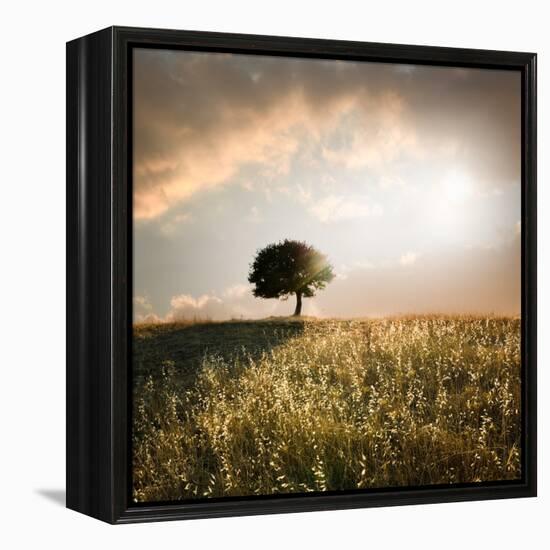 Solitary Oak Tree in the Sunset-ollirg-Framed Premier Image Canvas