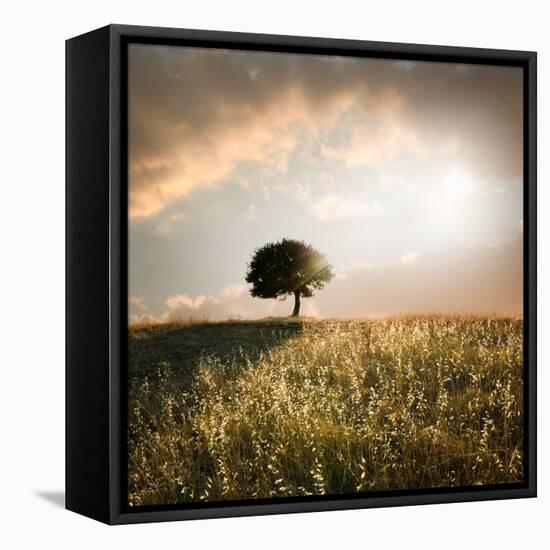 Solitary Oak Tree in the Sunset-ollirg-Framed Premier Image Canvas