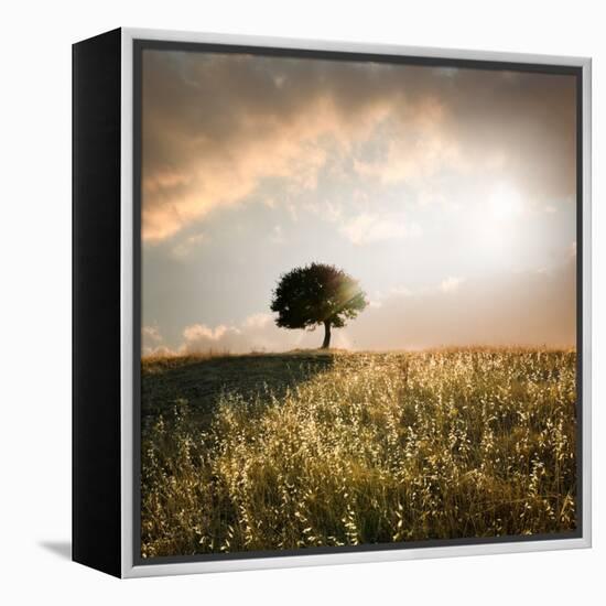 Solitary Oak Tree in the Sunset-ollirg-Framed Premier Image Canvas