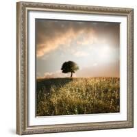 Solitary Oak Tree in the Sunset-ollirg-Framed Photographic Print