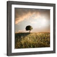 Solitary Oak Tree in the Sunset-ollirg-Framed Photographic Print