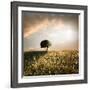 Solitary Oak Tree in the Sunset-ollirg-Framed Photographic Print