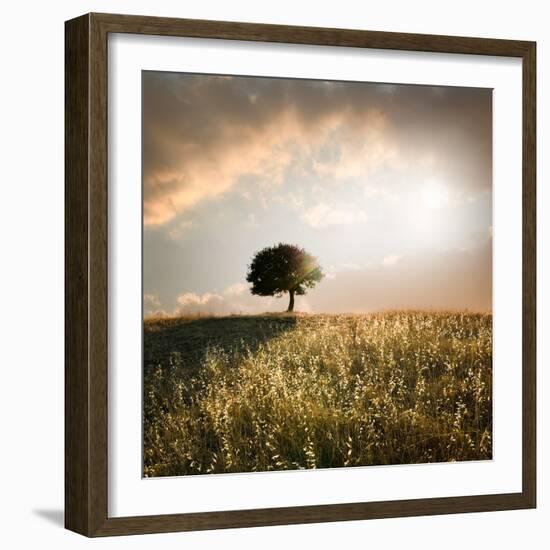 Solitary Oak Tree in the Sunset-ollirg-Framed Photographic Print