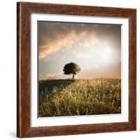 Solitary Oak Tree in the Sunset-ollirg-Framed Photographic Print