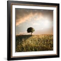 Solitary Oak Tree in the Sunset-ollirg-Framed Photographic Print