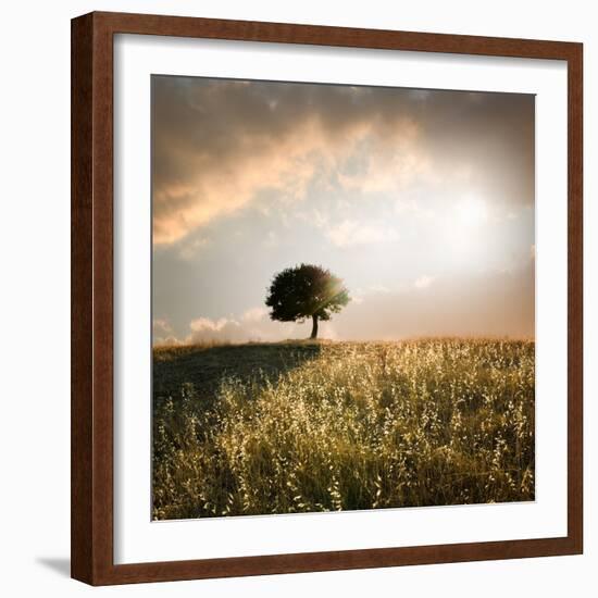 Solitary Oak Tree in the Sunset-ollirg-Framed Photographic Print