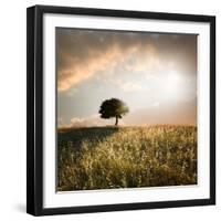 Solitary Oak Tree in the Sunset-ollirg-Framed Photographic Print