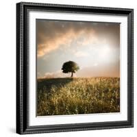 Solitary Oak Tree in the Sunset-ollirg-Framed Photographic Print