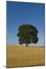 Solitary oak tree stands in a cropped field-Charles Bowman-Mounted Photographic Print