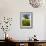 Solitary oak tree stands in field in Surrey-Charles Bowman-Framed Photographic Print displayed on a wall