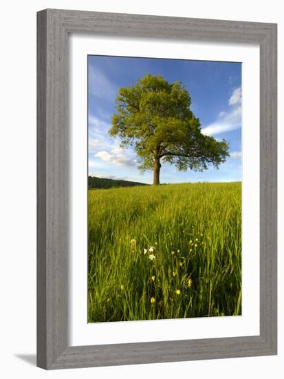 Solitary oak tree stands in field in Surrey-Charles Bowman-Framed Photographic Print