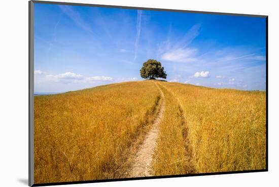 Solitary oak-Marco Carmassi-Mounted Photographic Print