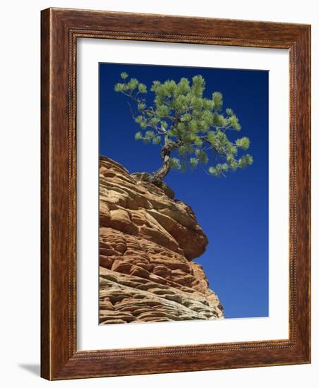 Solitary Ponderosa Pine on Top of a Sandstone Outcrop in the Zion National Park, in Utah, USA-Tomlinson Ruth-Framed Photographic Print