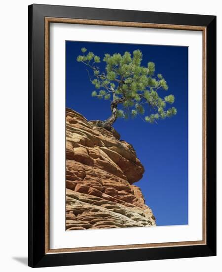 Solitary Ponderosa Pine on Top of a Sandstone Outcrop in the Zion National Park, in Utah, USA-Tomlinson Ruth-Framed Photographic Print