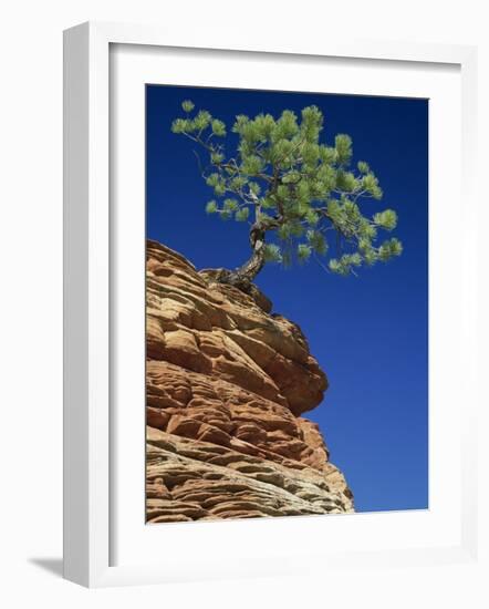 Solitary Ponderosa Pine on Top of a Sandstone Outcrop in the Zion National Park, in Utah, USA-Tomlinson Ruth-Framed Photographic Print