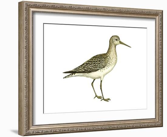 Solitary Sandpiper (Tringa Solitaria), Birds-Encyclopaedia Britannica-Framed Art Print