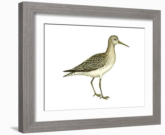 Solitary Sandpiper (Tringa Solitaria), Birds-Encyclopaedia Britannica-Framed Art Print