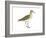 Solitary Sandpiper (Tringa Solitaria), Birds-Encyclopaedia Britannica-Framed Art Print