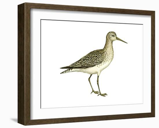 Solitary Sandpiper (Tringa Solitaria), Birds-Encyclopaedia Britannica-Framed Art Print